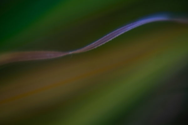 Close Up Foto (ganz nah am Motiv) Mit Unterstützung von leichtem Wind entsteht ein abstraktes Foto.