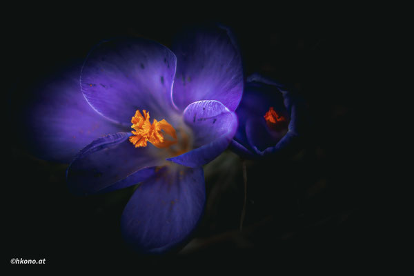 Fotograf Hans Konopiski, Titel: „Der Frühling erwacht“