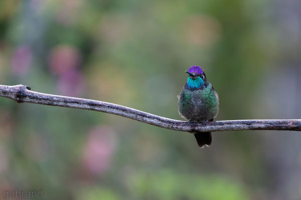 Violettkronbrillantkolibri