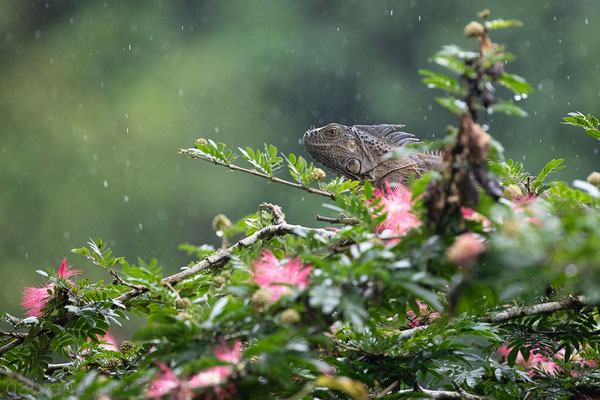 grüner Leguan im Regen