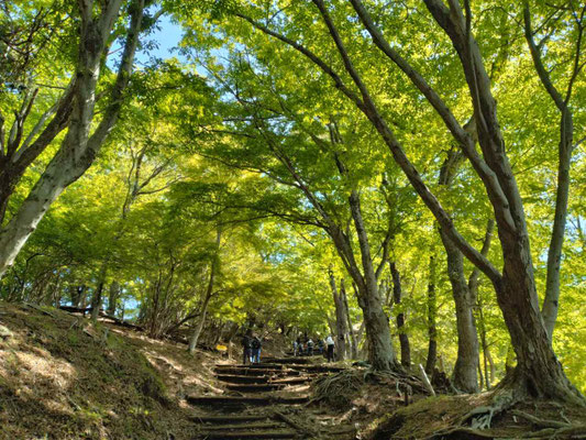 3.新緑の登山道