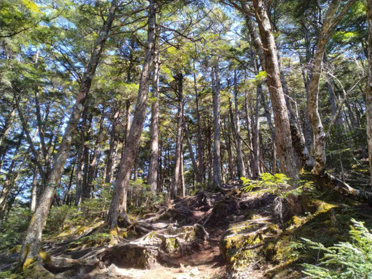 3.針葉樹と苔の登山道