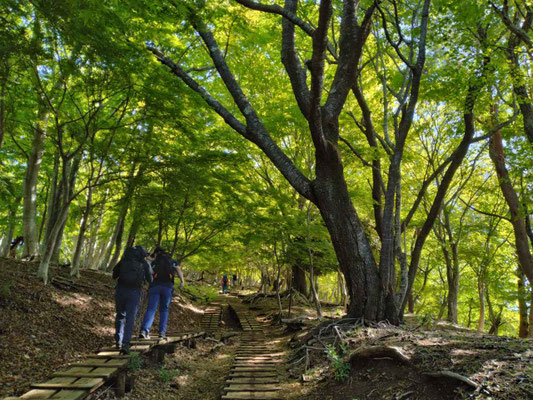 2.新緑の登山道