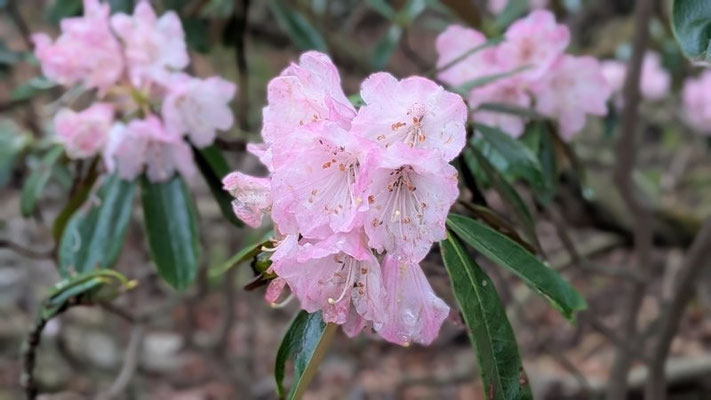 ③新緑に映える気品の花シャクナゲ