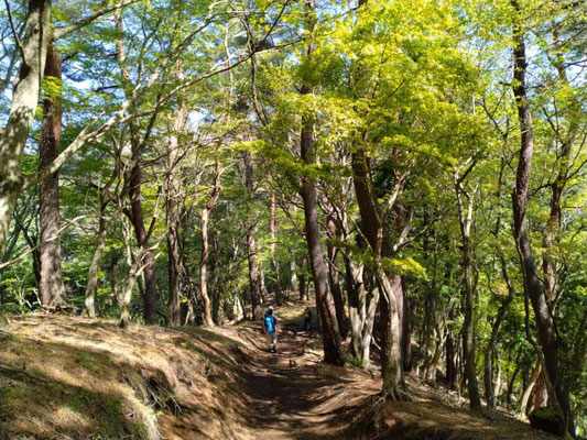 5.新緑の登山道