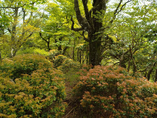 8.天城山の新緑