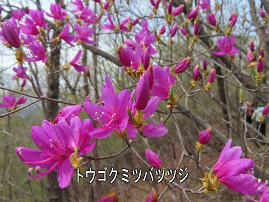 10 トウゴクミツバツツジ