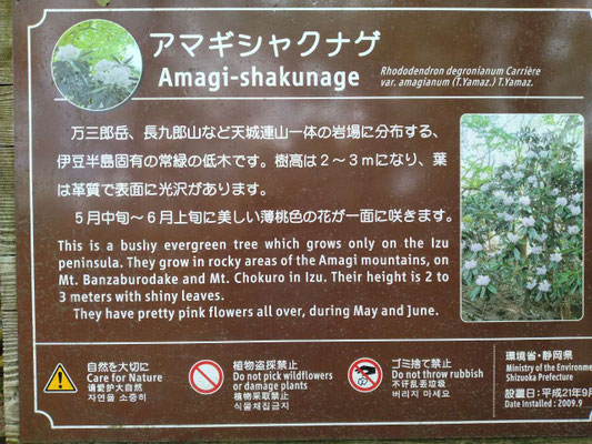 6.アマギシャクナゲ