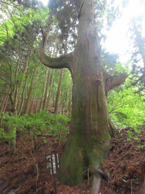 11 天狗の腰掛け杉