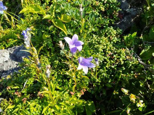 外輪山コース沿いの花