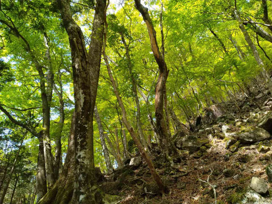 11.天城山の新緑