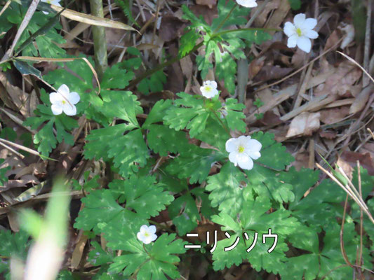 15 ニリンソウ