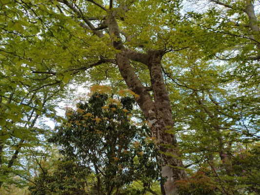 9.天城山の新緑