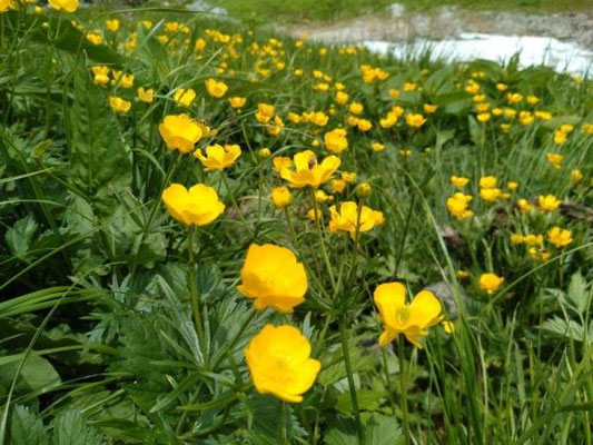 お花畑