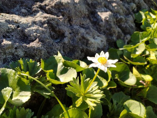 鳥海山縦走路沿いの花