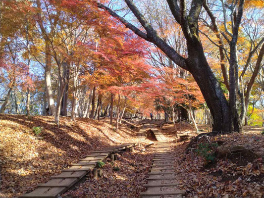 11.2024年12月8日の登山道の紅葉
