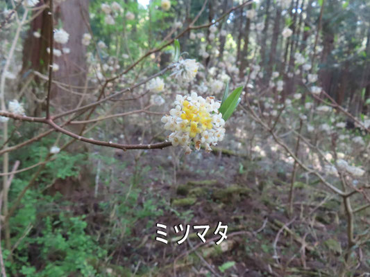 14 最後のミツマタ