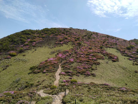 2.扇ヶ鼻への登山道沿いのミヤマキリシマの群落_20260613084459_20260613085549