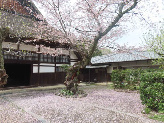 17 桜の絨毯です