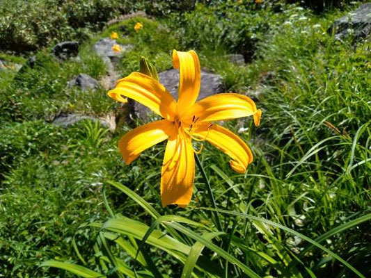 鳥海山登山道沿いの花