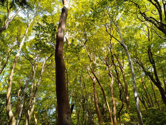 12.天城山の新緑