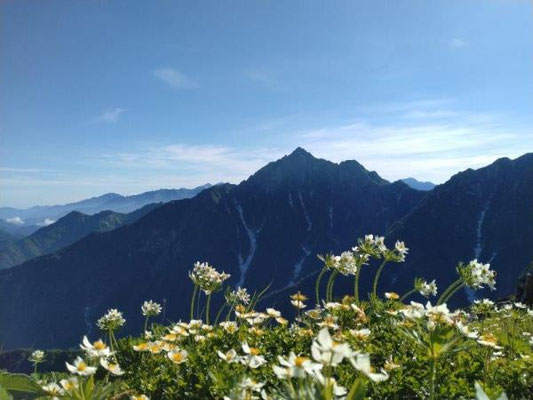 早月尾根とお花畑を眺めて歩く