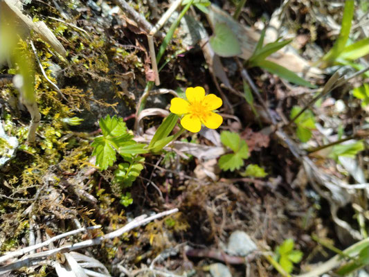 6.登山道の花