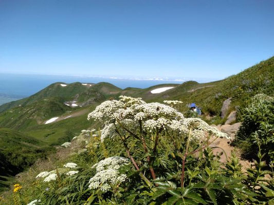 鳥海山登山道沿いの花