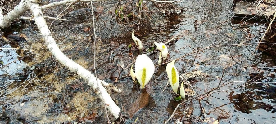 まだ小さくて可愛らしい水芭蕉