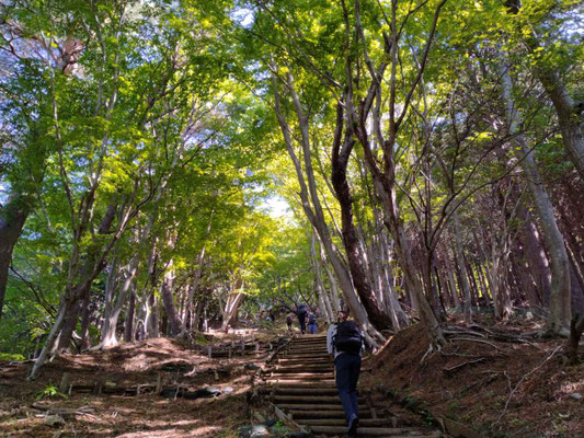 1.新緑の登山道