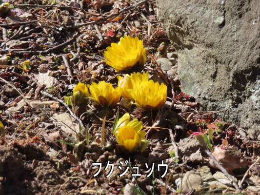 12 フクジュソウも咲いています