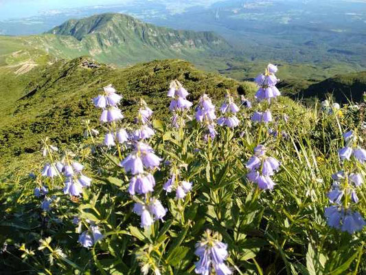 外輪山コース沿いの花