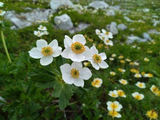 岩場のお花畑