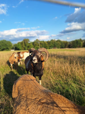 Muffelbock Gustav 