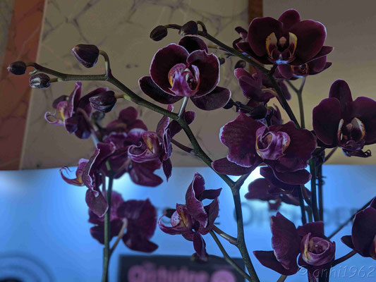 Orchidee "MASCHINE"