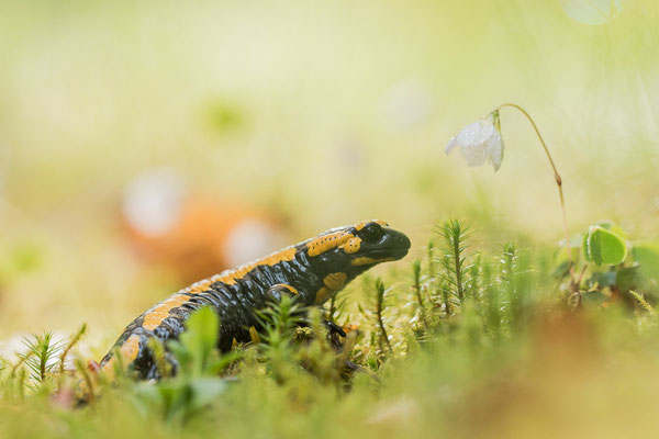 Feuersalamander im Frühjahr