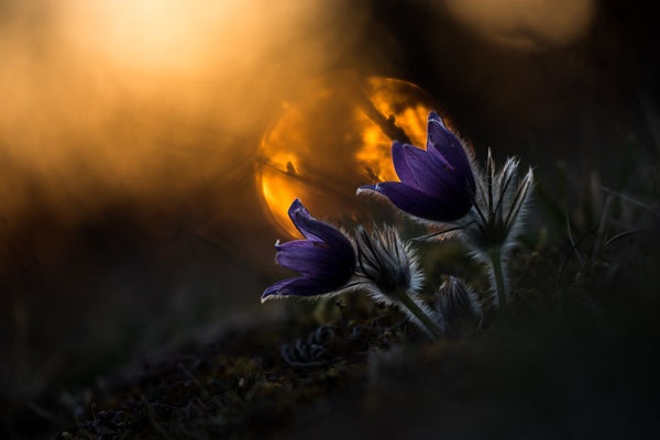 Küchenschelle (Pulsatilla vulgaris, Drei Gleichen, 2015