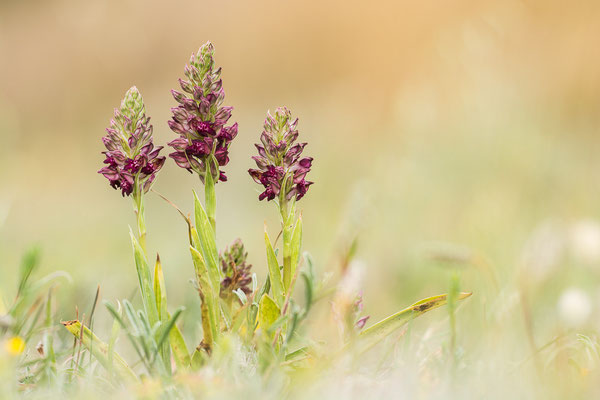 Wanzenknabenkraut (Orchis fragans)