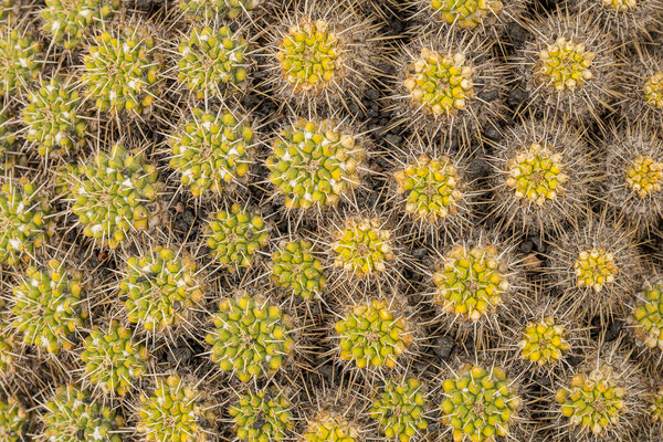 Kaktusgarten - Detail