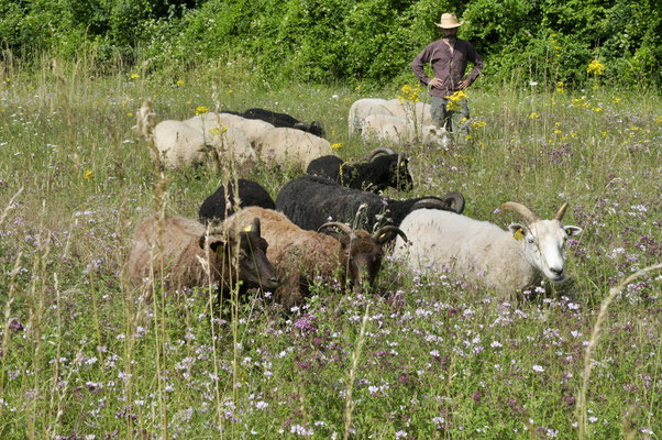le bonheur est dans le pré