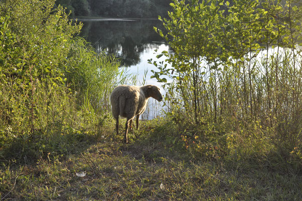 rêverie au bord du plan d'eau