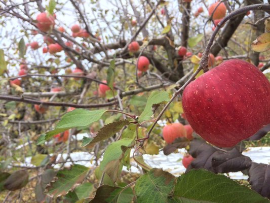 収穫期のりんご畑