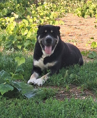 ZEUS