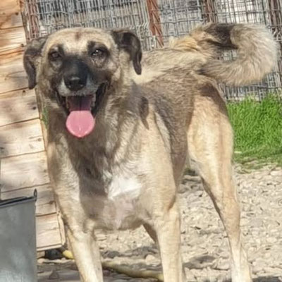 LAIKA