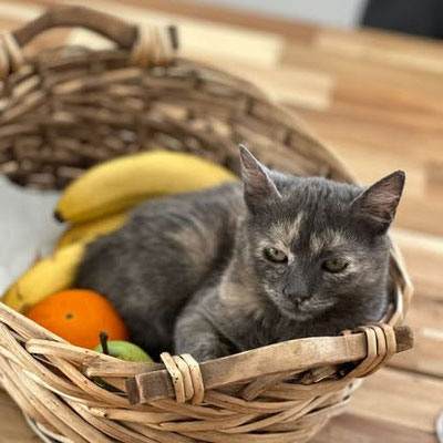 Frida