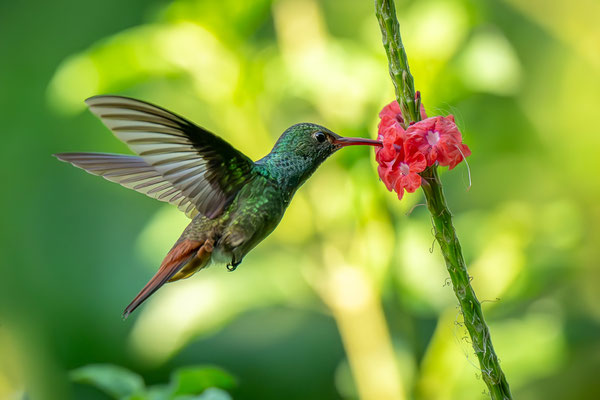 Iris Blümling - Grüner Kolibri