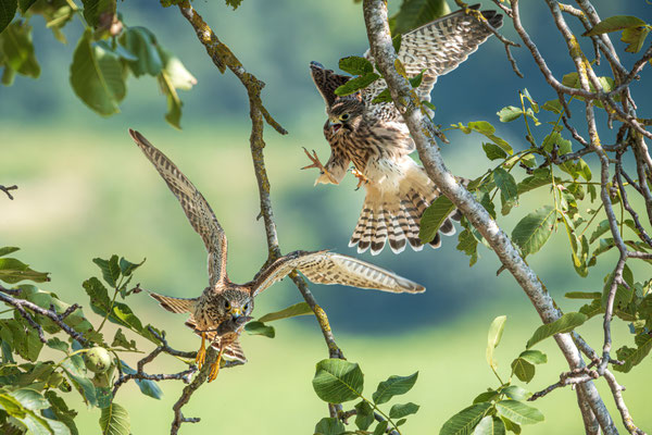 Foto: Johannes Kirchherr