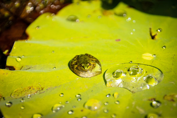 Bernhard Brunner - Wasserfrosch