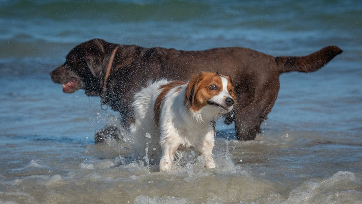 Iris Blümling - Hunde im normannischen Meer