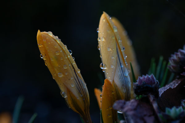 Sonja Grambach - Gartenfrische